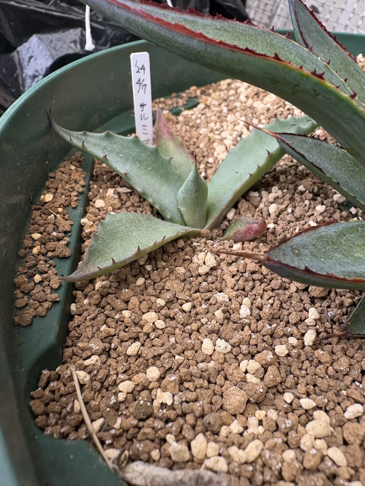 Agave salmiana ssp. salmiana (アガベ サルミアナ)