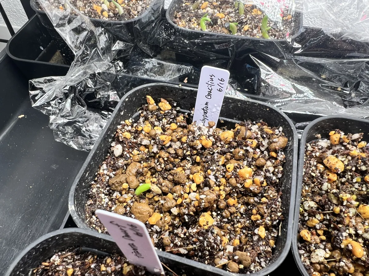 Pachypodium rosulatum var. gracilius ([無料種子] 発芽難 パキポディウム グラキリス　)