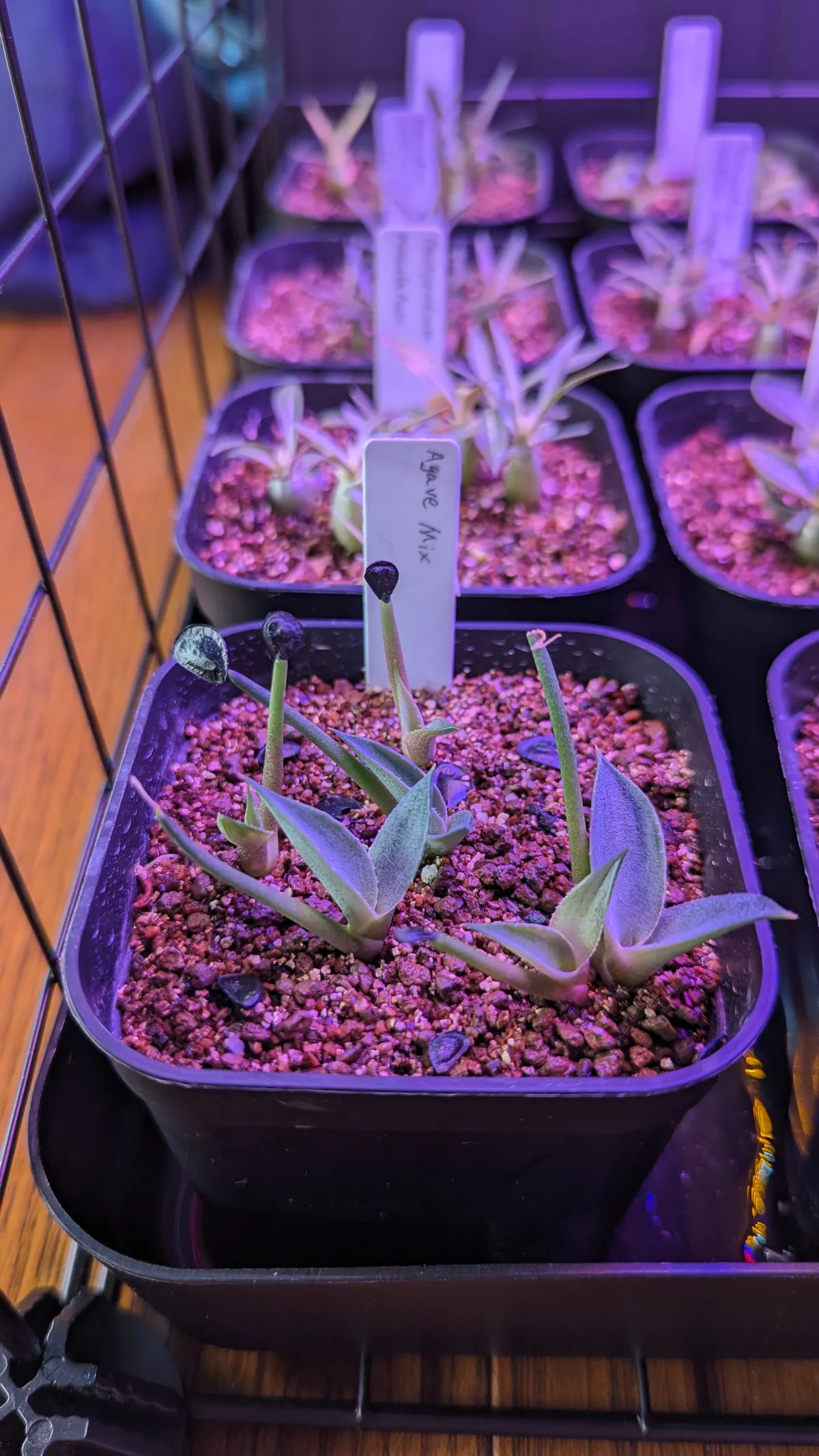 Agave Mix (アガベ ミックス)