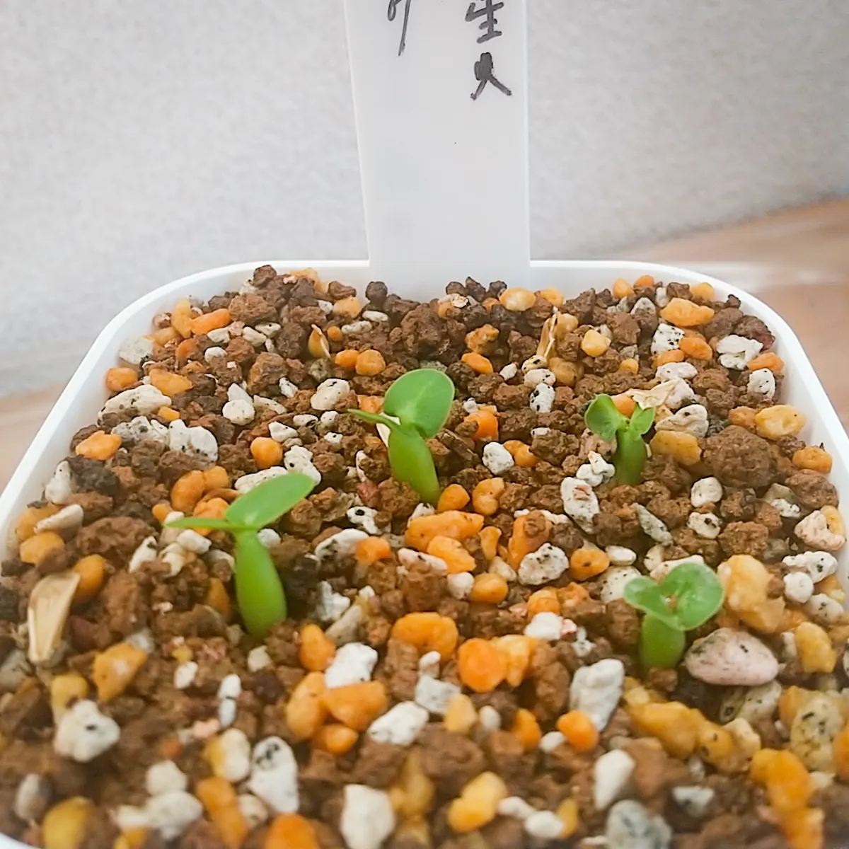 Fockea edulis (フォッケア 火星人)