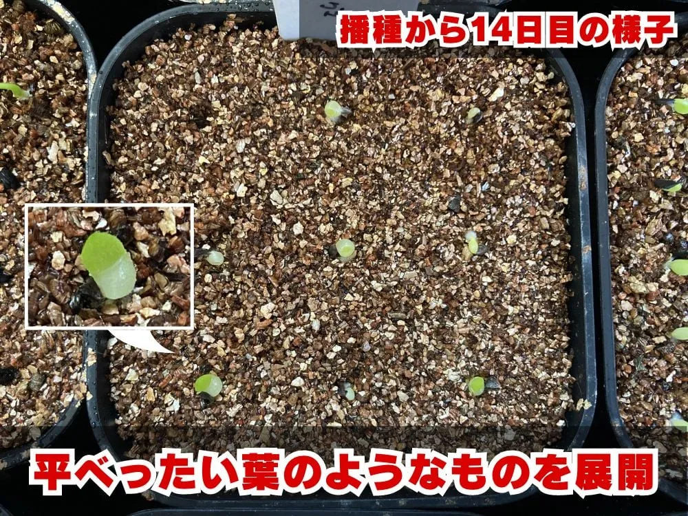 Aloe microstigma (アロエ ミクロスティグマ)