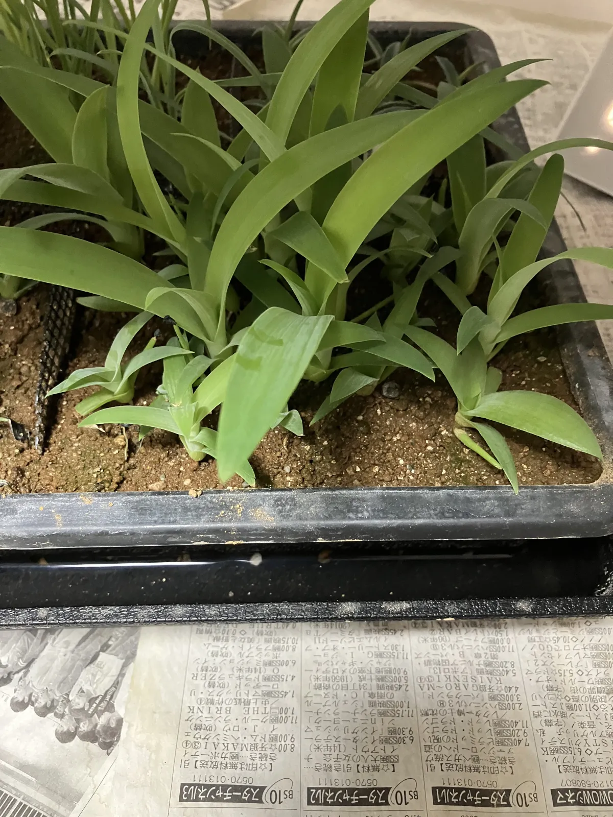 Agave infiernilloensis (アガベ インフィエルニロエンシス)