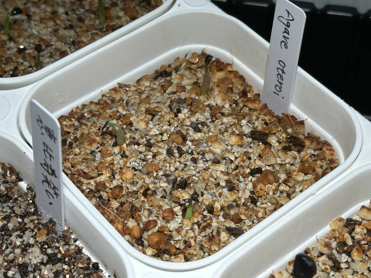 Agave oteroi Lot. (アガベ オテロイ)