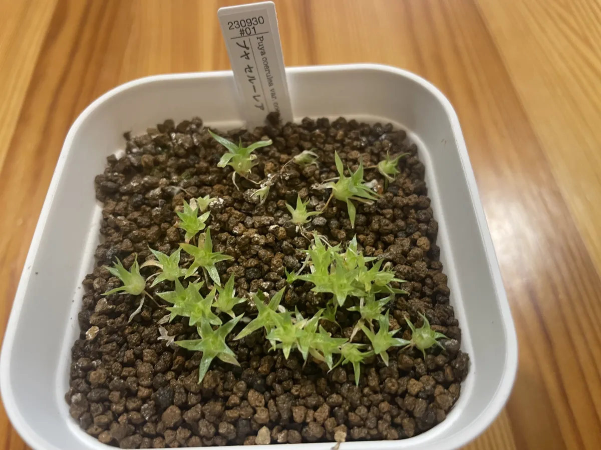 Puya coerulea var. coerulea (プヤ セルーレア)