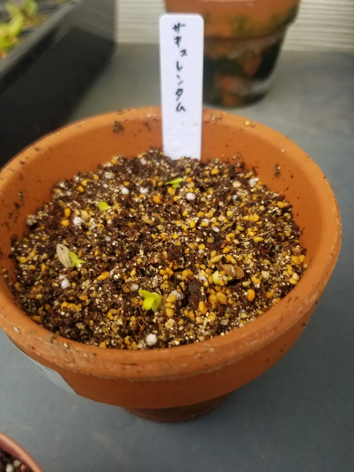 Pachypodium succulentum (パキポディウム サキュレンタム)