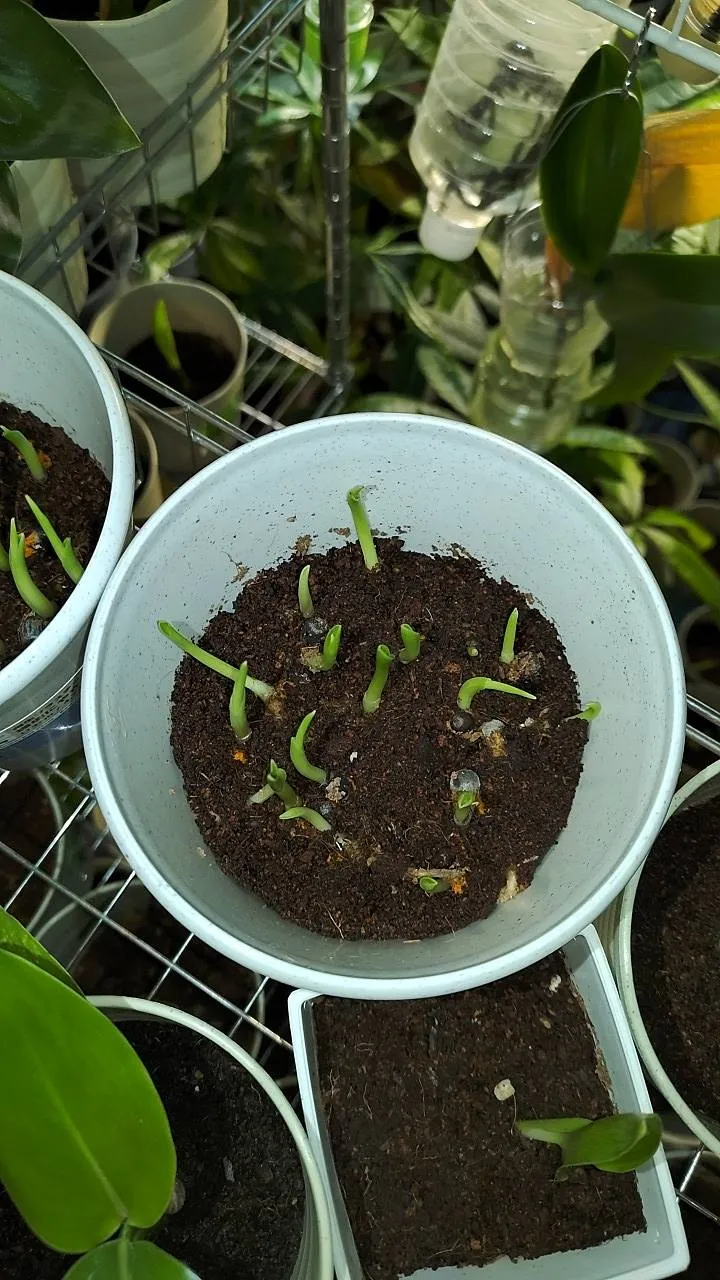 発芽後生育中