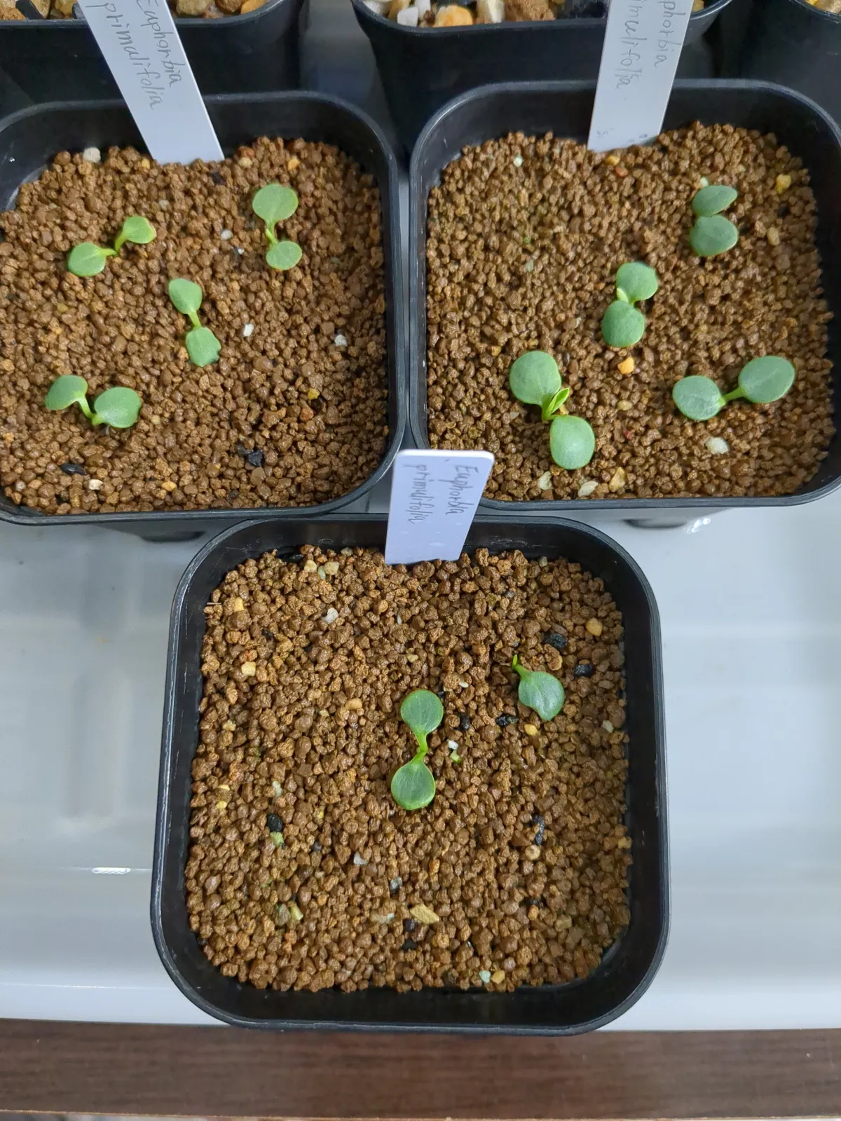 Euphorbia primulifolia (ユーフォルビア プリムリフォリア)