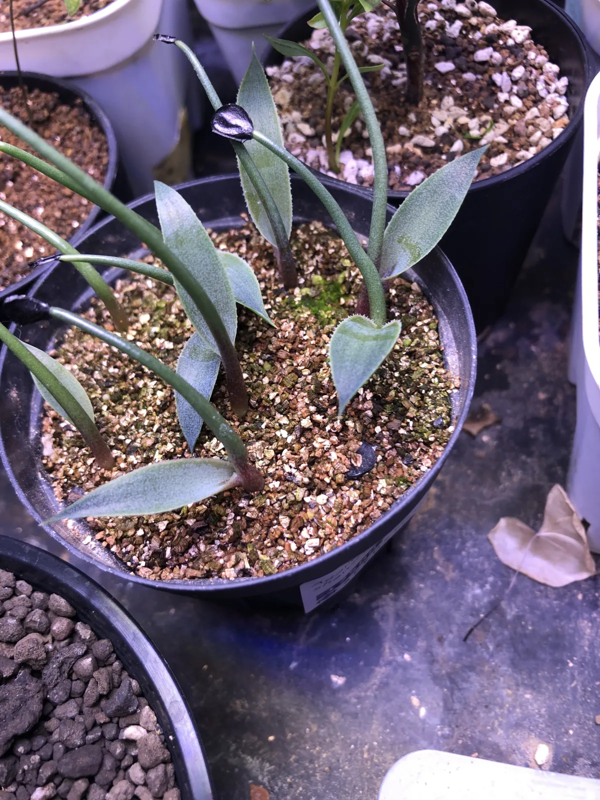 Agave shawii ssp. goldmaniana (アガベ ゴールドマニアナ)