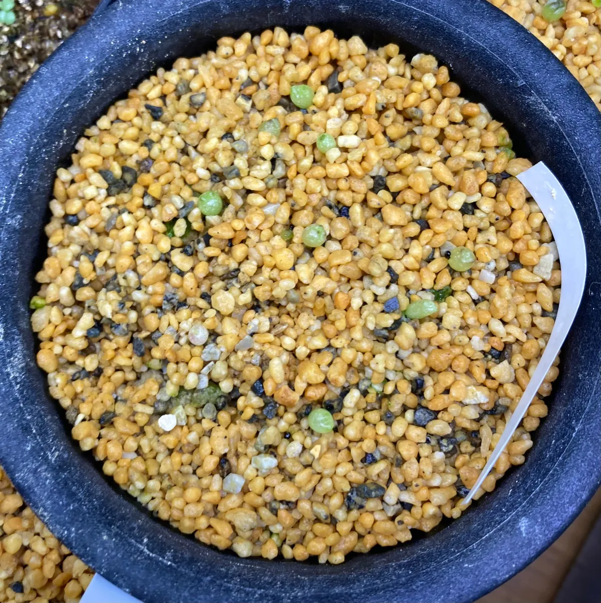 Copiapoa  hypogaea cv. Lizard Skin (コピアポア リザードスキン)