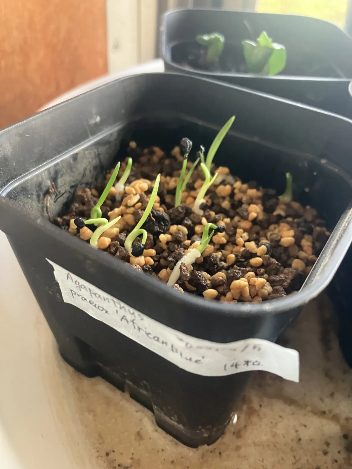 Agapanthus praecox (アガパンサス プラエコクス アフリカンブルー)