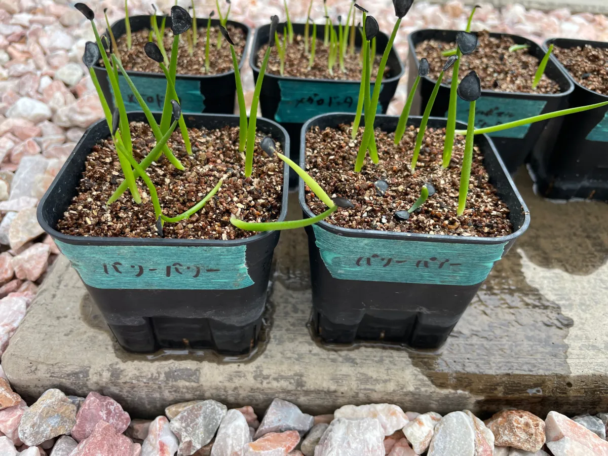 Agave parryi ssp. parryi (アガベ パリー)