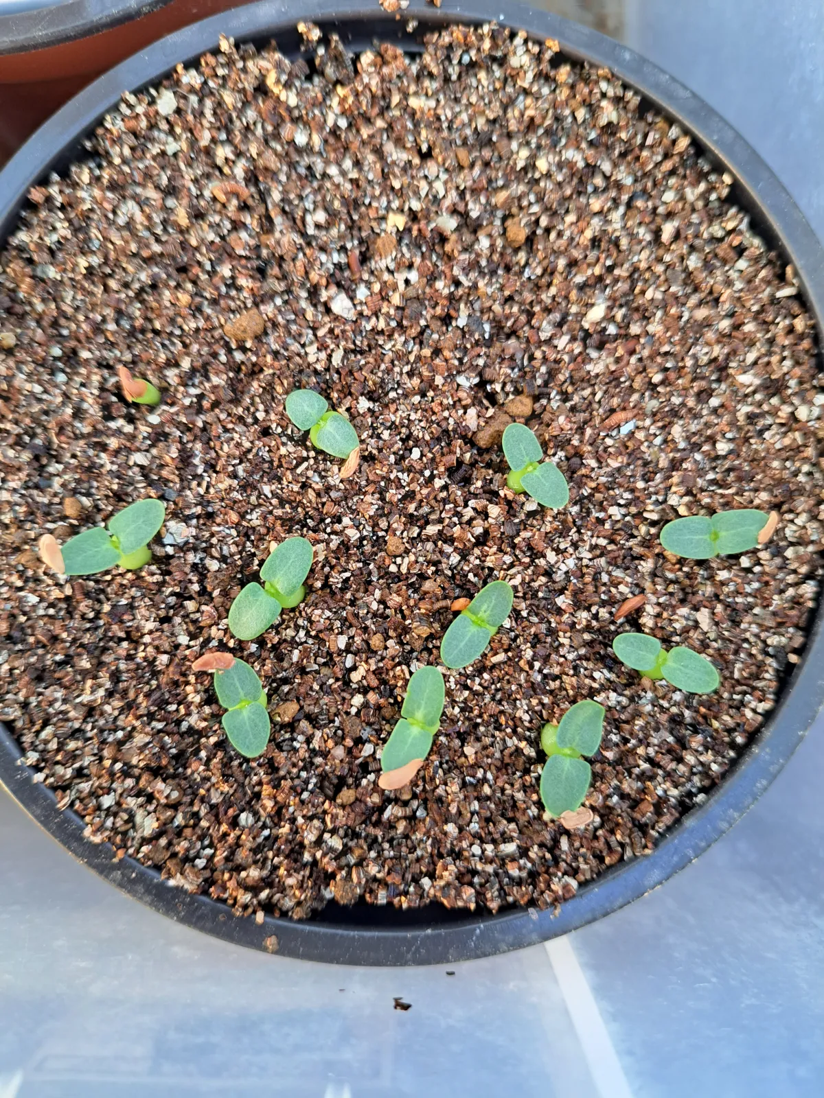 Pachypodium enigmaticum (パキポディウム エニグマチカム)