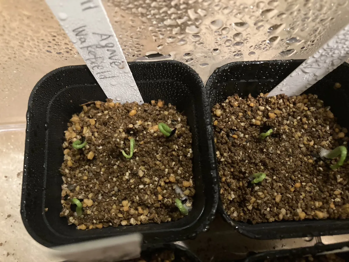 Agave parryi huachucensis Wakefield (アガベ パリー ウェイクフィールド)
