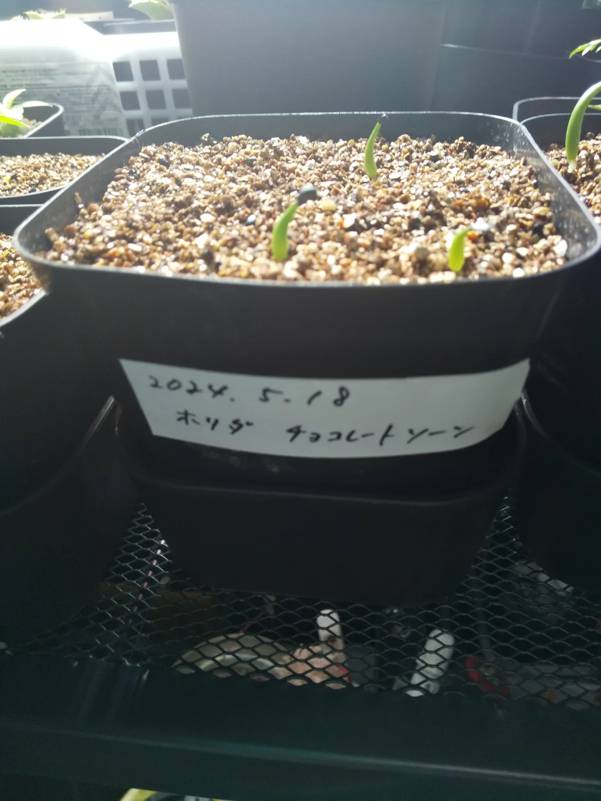 Agave horrida Chocolate Thorns (アガベ ホリダ チョコレートソーン)