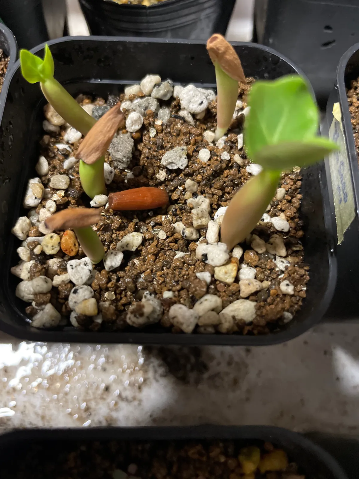 PNW Adenium arabicum phet na wang (アデニウム アラビカム)