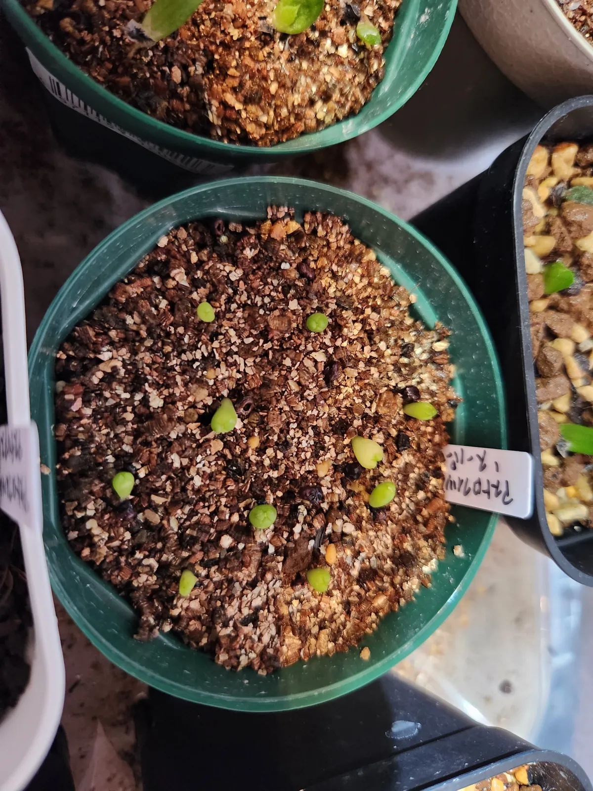 Astrophytum Super Kabuto (アストロフィツム スーパーカブト)