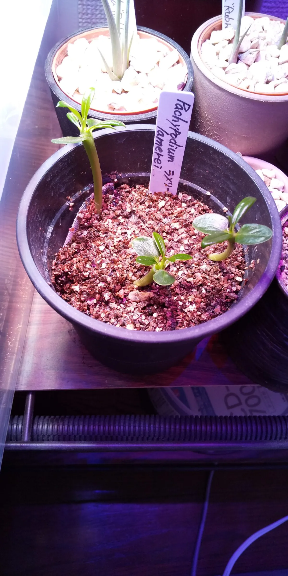 Pachypodium lamerei (パキポディウム ラメレイ)