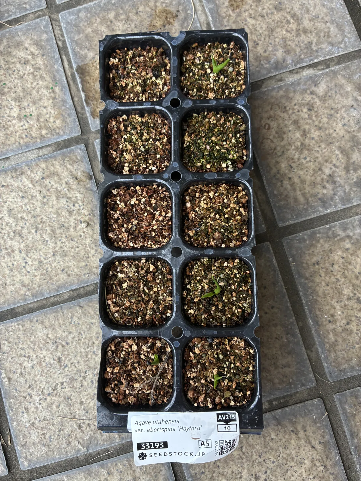 Agave utahensis var. eborispina (アガベ エボリスピナ ヘイフォード)