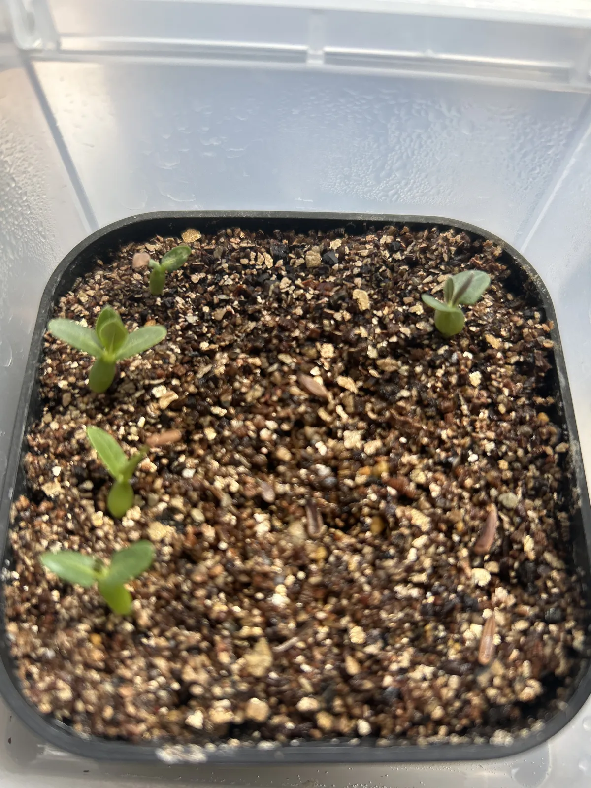 Pachypodium densiflorum var. brevicalyx (パキポディウム ブレビカリックス)