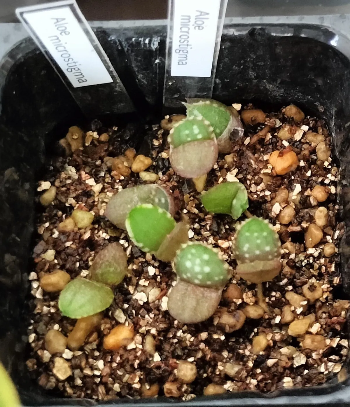 Aloe microstigma (アロエ ミクロスティグマ)