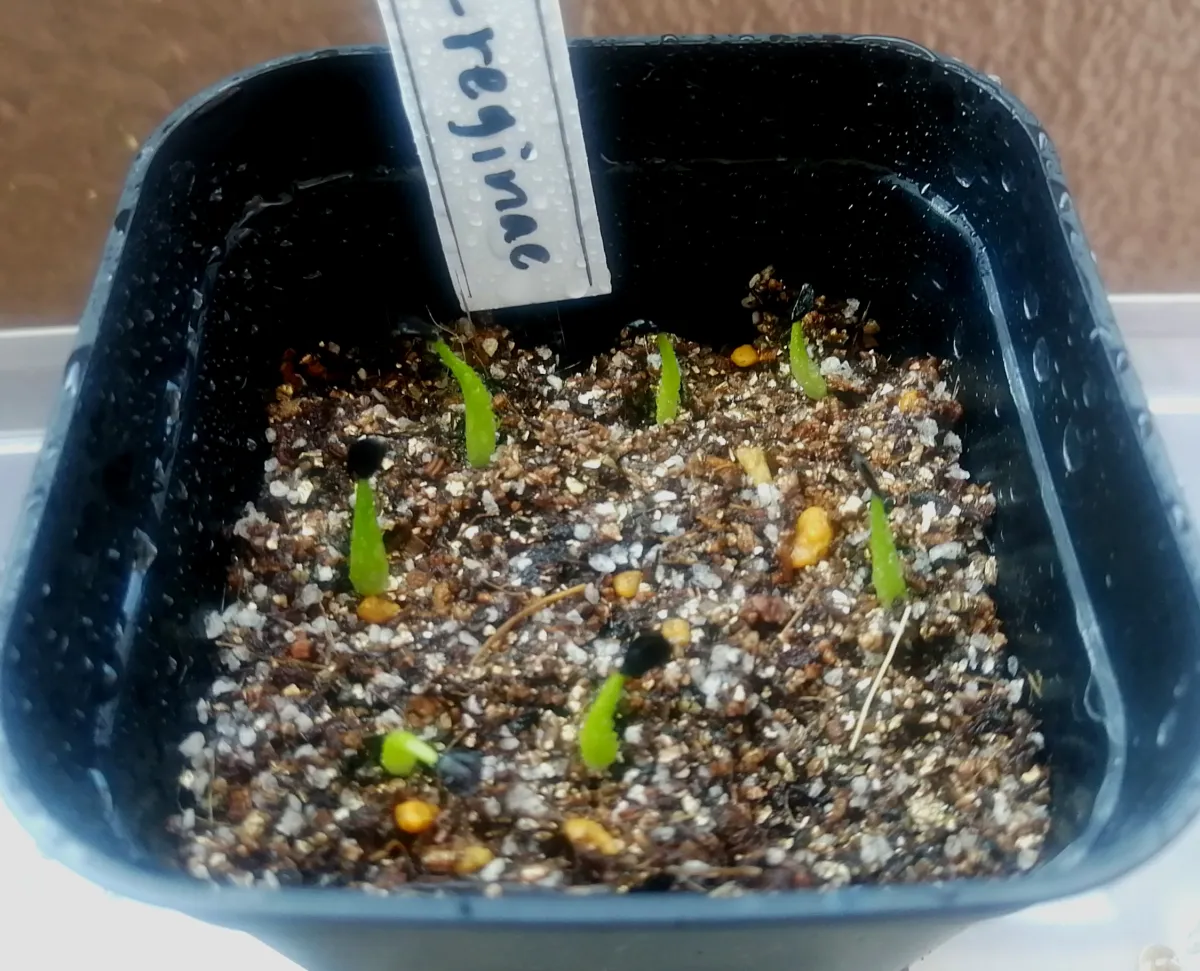 Agave victoriae-reginae ssp. victoriae-reginae (アガベ ビクトリアレジーナエ 笹の雪)