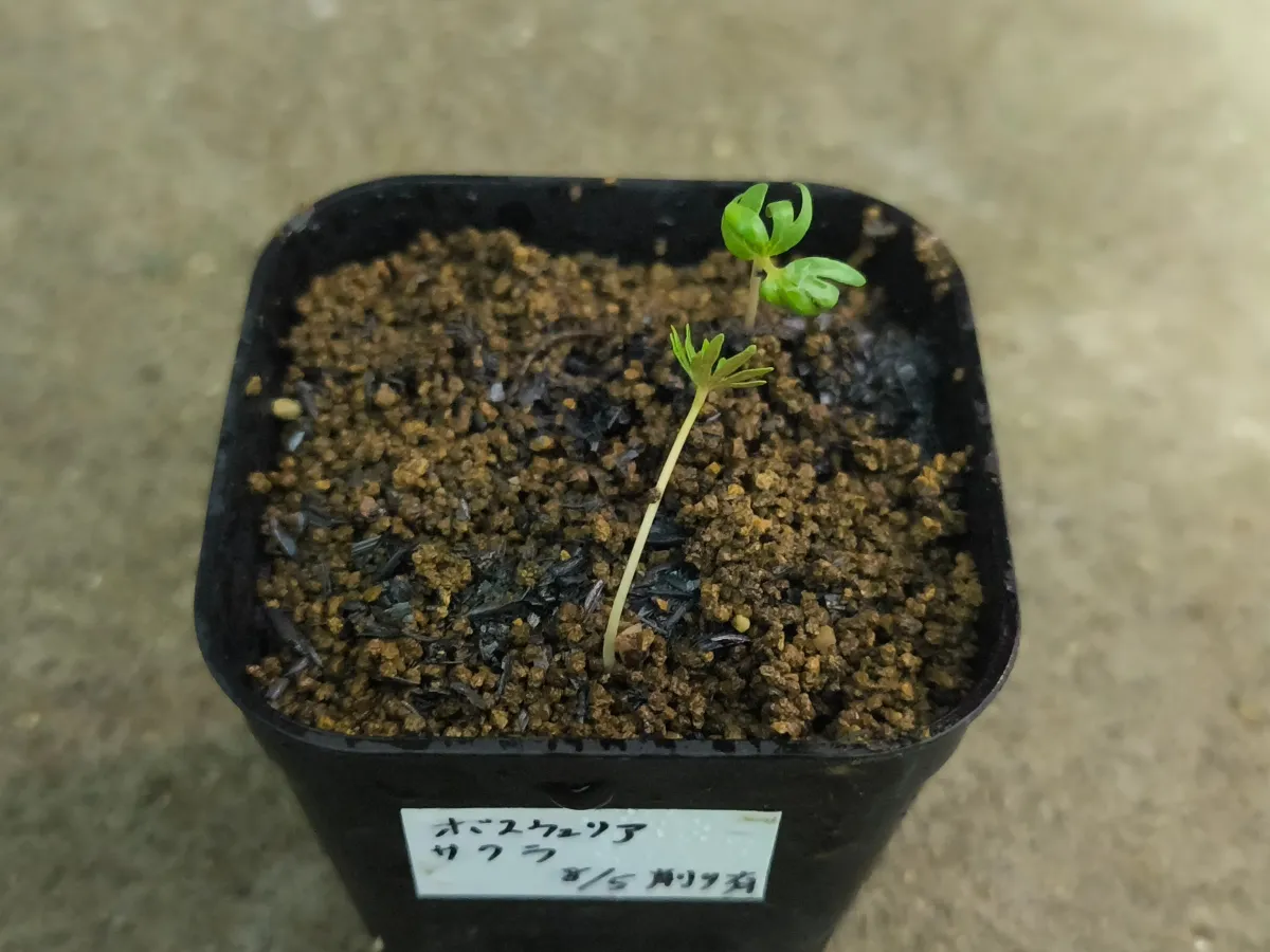 Boswellia sacra (ボスウェリア サクラ)