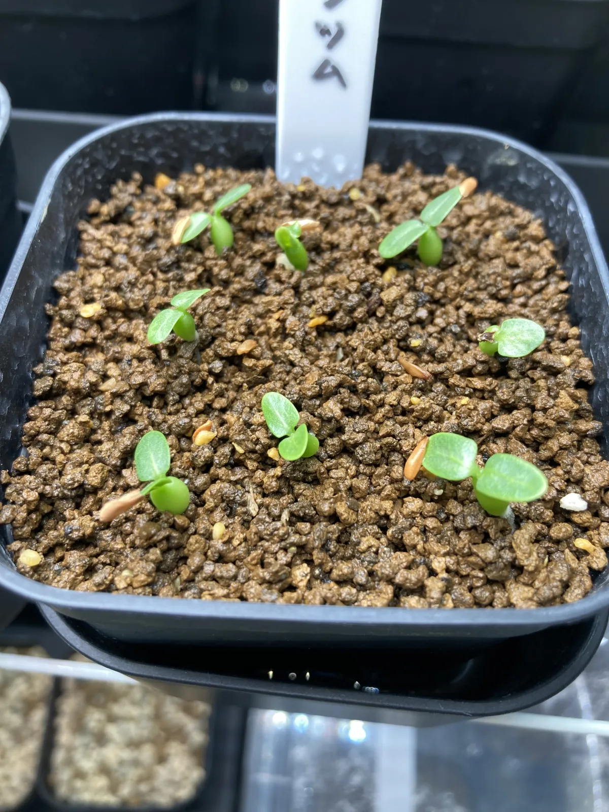Pachypodium brevicaule subsp. leucoxanthum (パキポディウム レウコキサンツム)