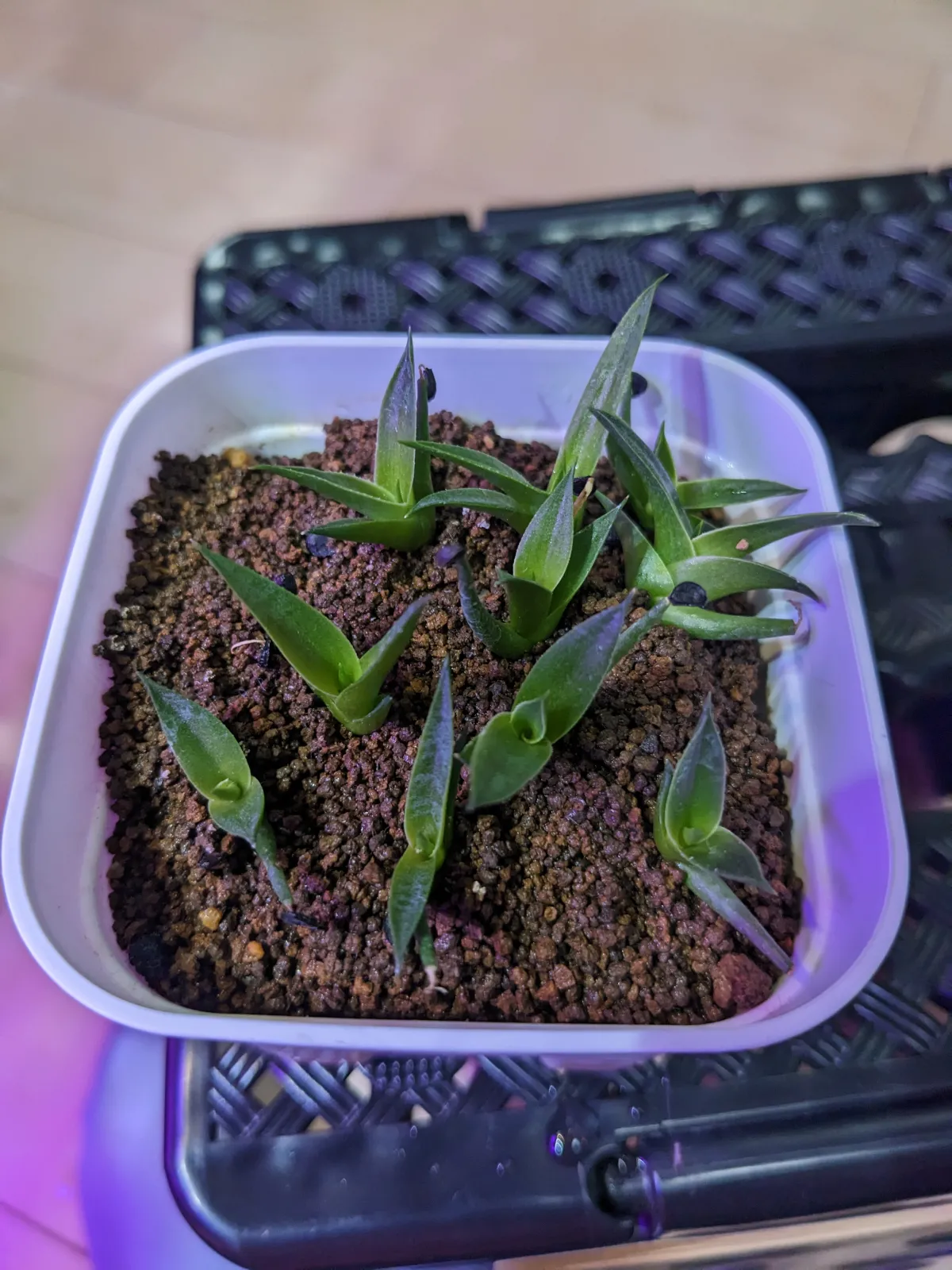Agave utahensis nevadensis (アガベ ネヴァデンシス)