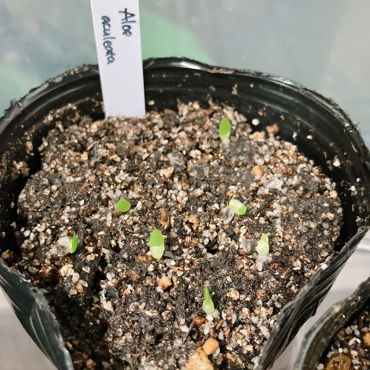 Aloe aculeata (アロエ アクレアータ)