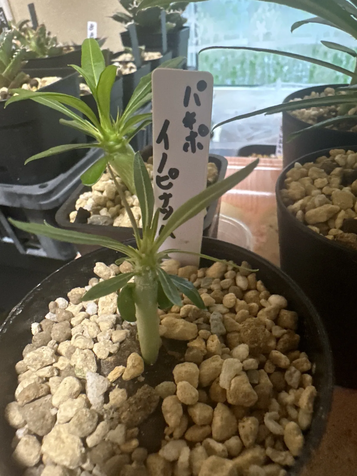 Pachypodium rosulatum var. inopinatum (パキポディウム イノピナツム)