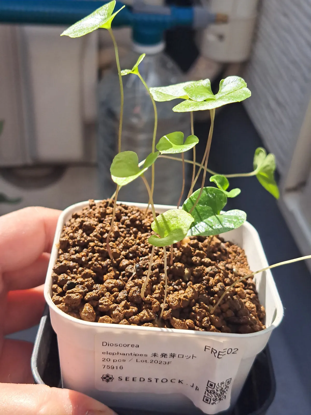 Dioscorea elephantipes ([チャレンジ種子] 亀甲竜)