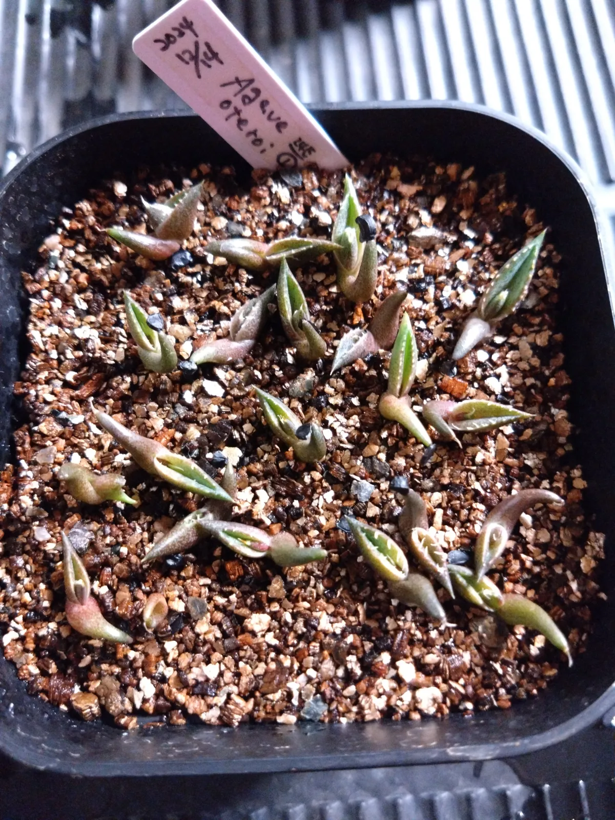 Agave oteroi Lot. (アガベ オテロイ)