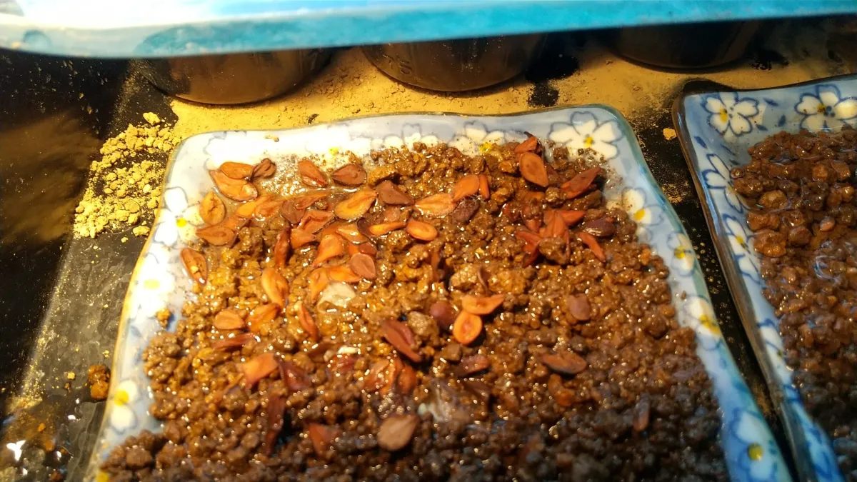 Pachypodium saundersii (パキポディウム サンデルシー)