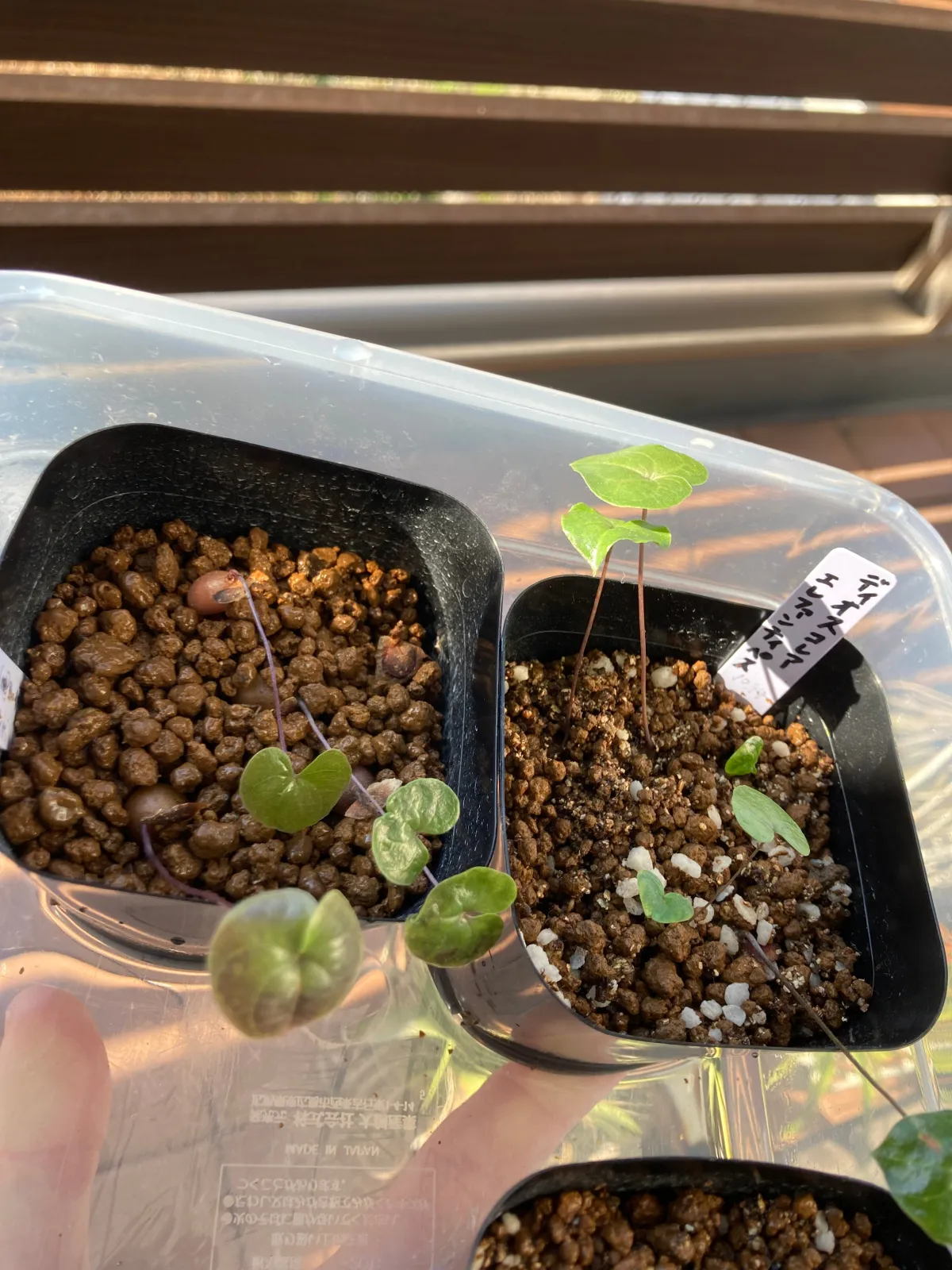 Dioscorea elephantipes (ディオスコレア エレファンティペス)