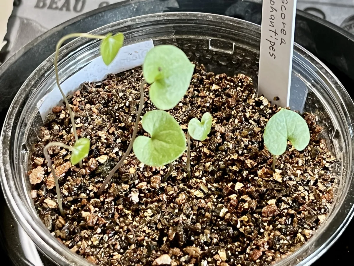Dioscorea elephantipes (ディオスコレア エレファンティペス)