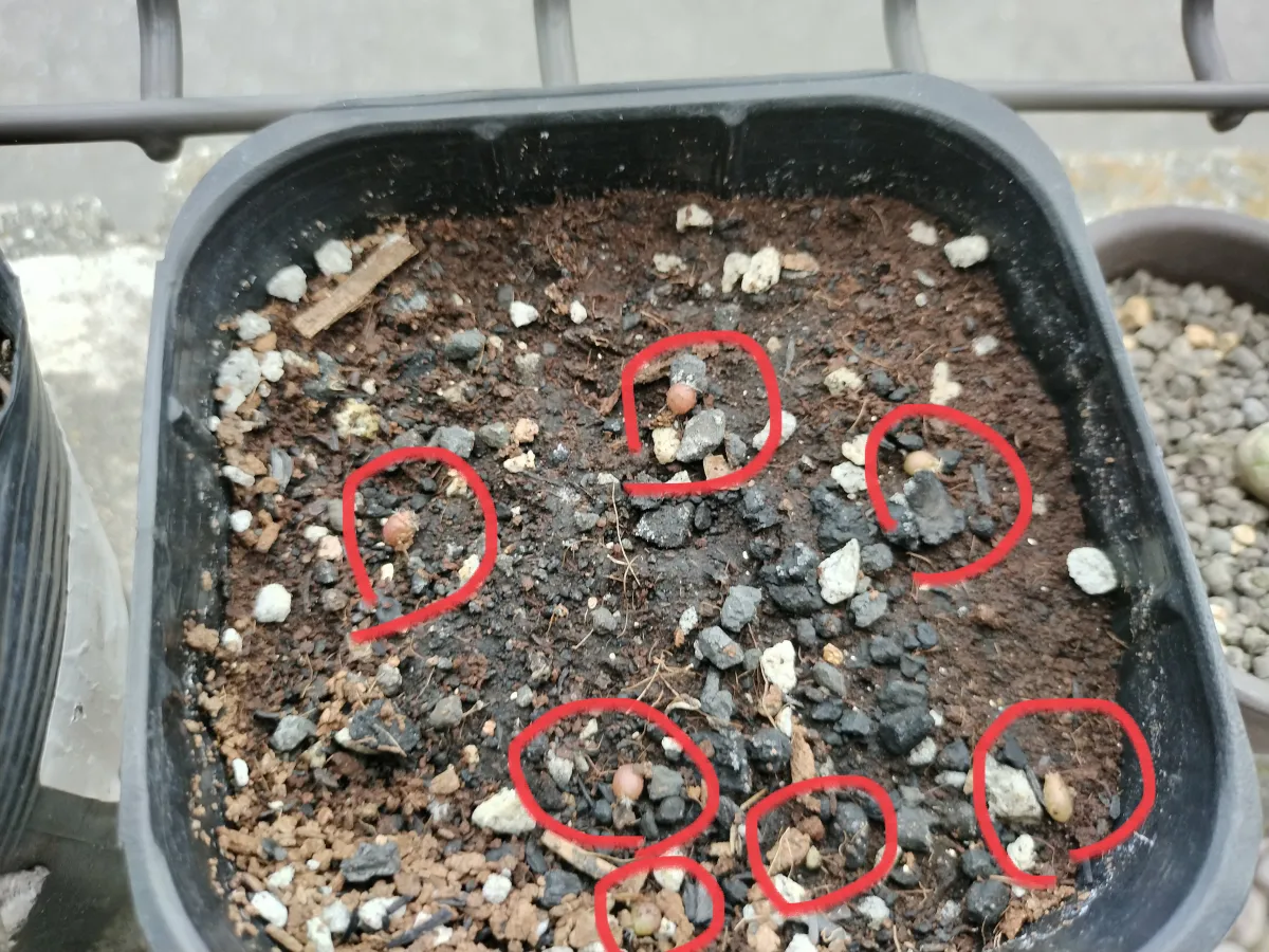 Echinofossulocactus zacatecasensis (エキノフォスロカクタス ザカテカセンシス)