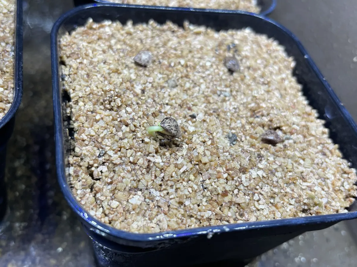 Bursera fagaroides (ブルセラ ファガロイデス)