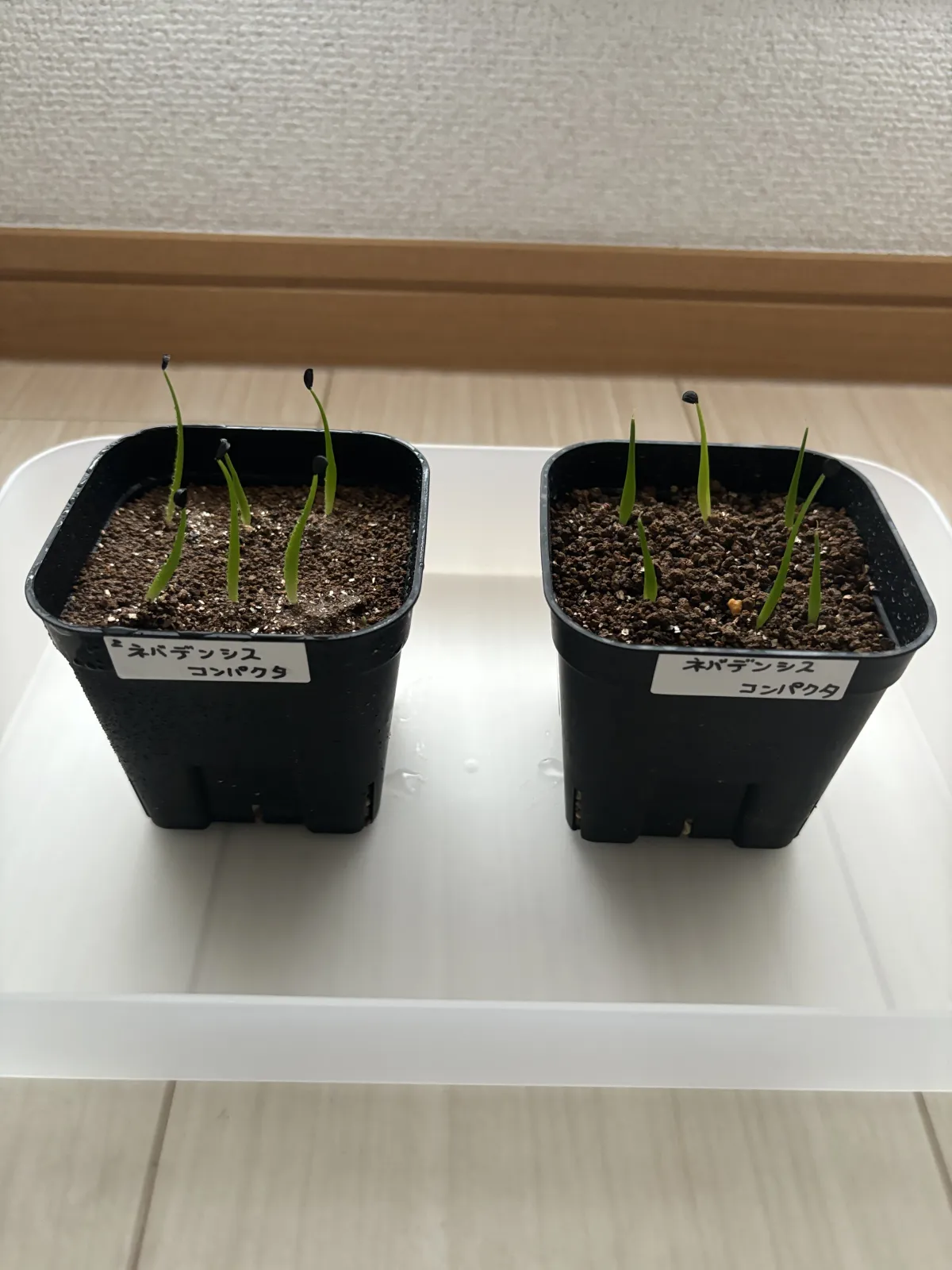 Agave utahensis v. nevadensis Compacta (アガベ ネバデンシス コンパクタ)