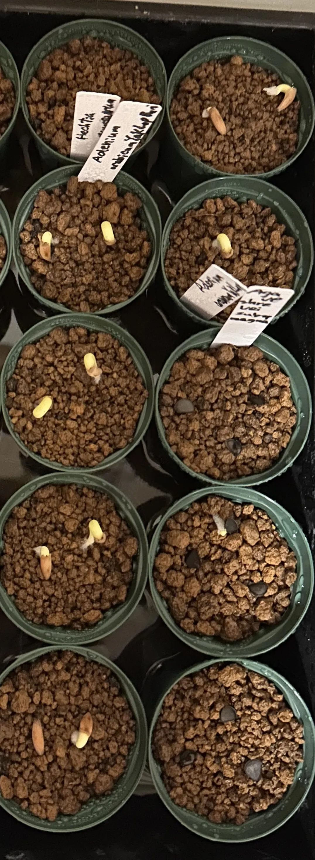 YLB Adenium arabicum Yak Lop Buri (アデニウム アラビカム)