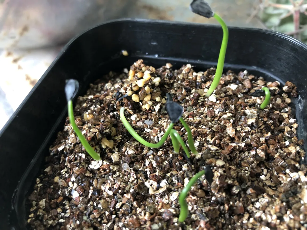 Agave parryi ssp. parryi (アガベ パリー)