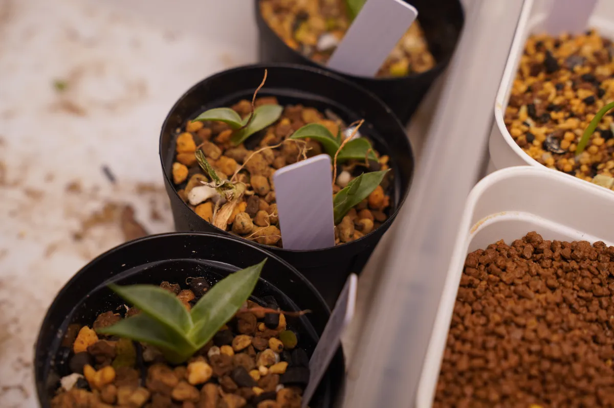 Agave parryi ssp. parryi (アガベ パリー)