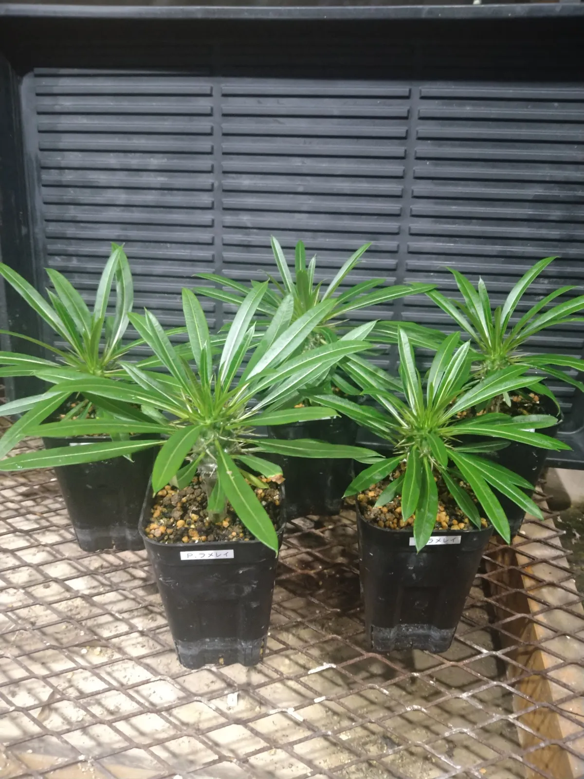Pachypodium lamerei (パキポディウム ラメレイ)
