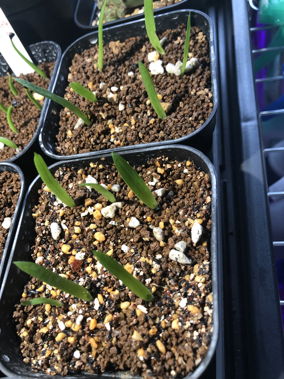 Aloe microstigma (アロエ ミクロスティグマ)
