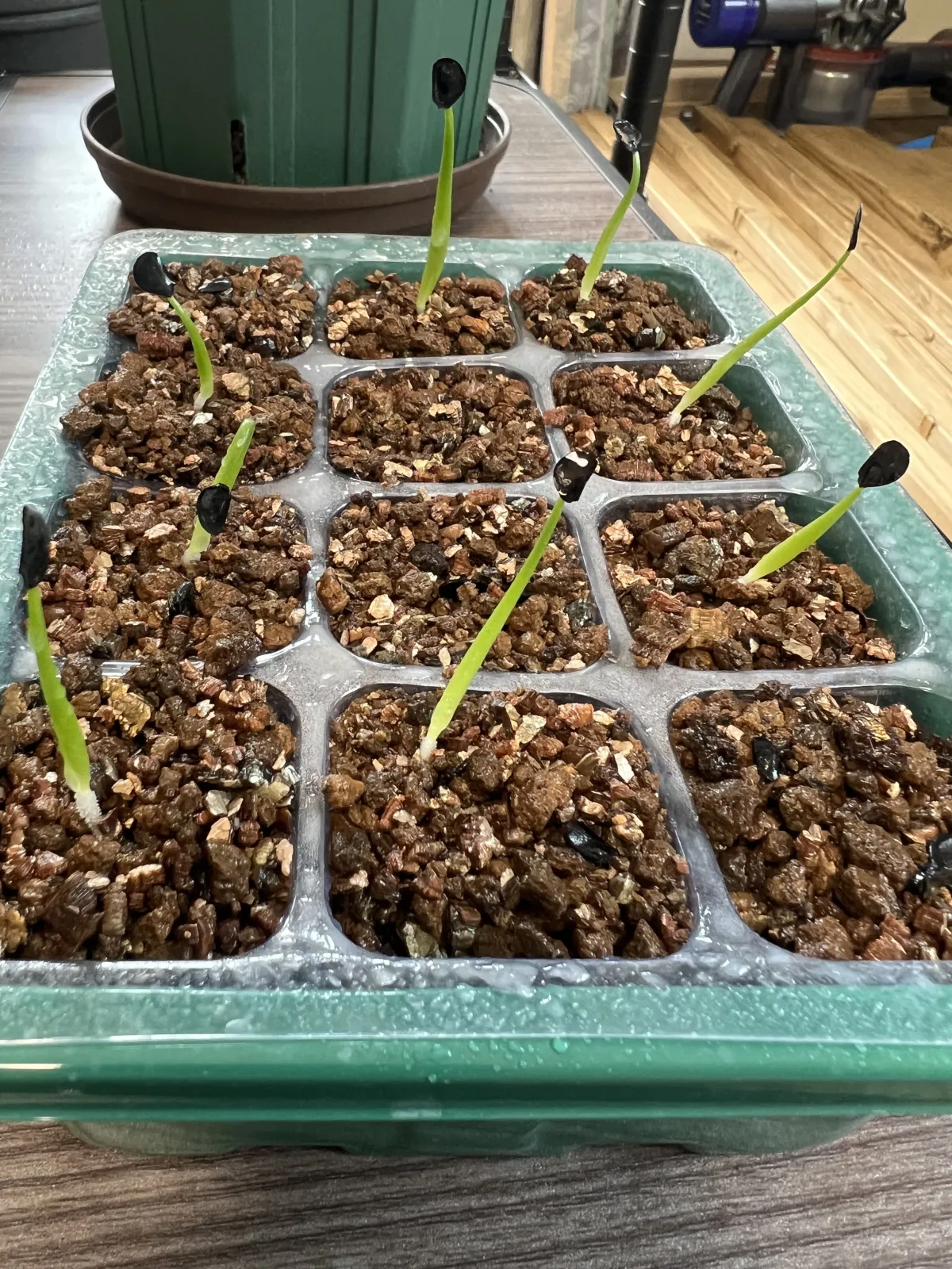 Agave sp. (アガベ アズールモントレー)