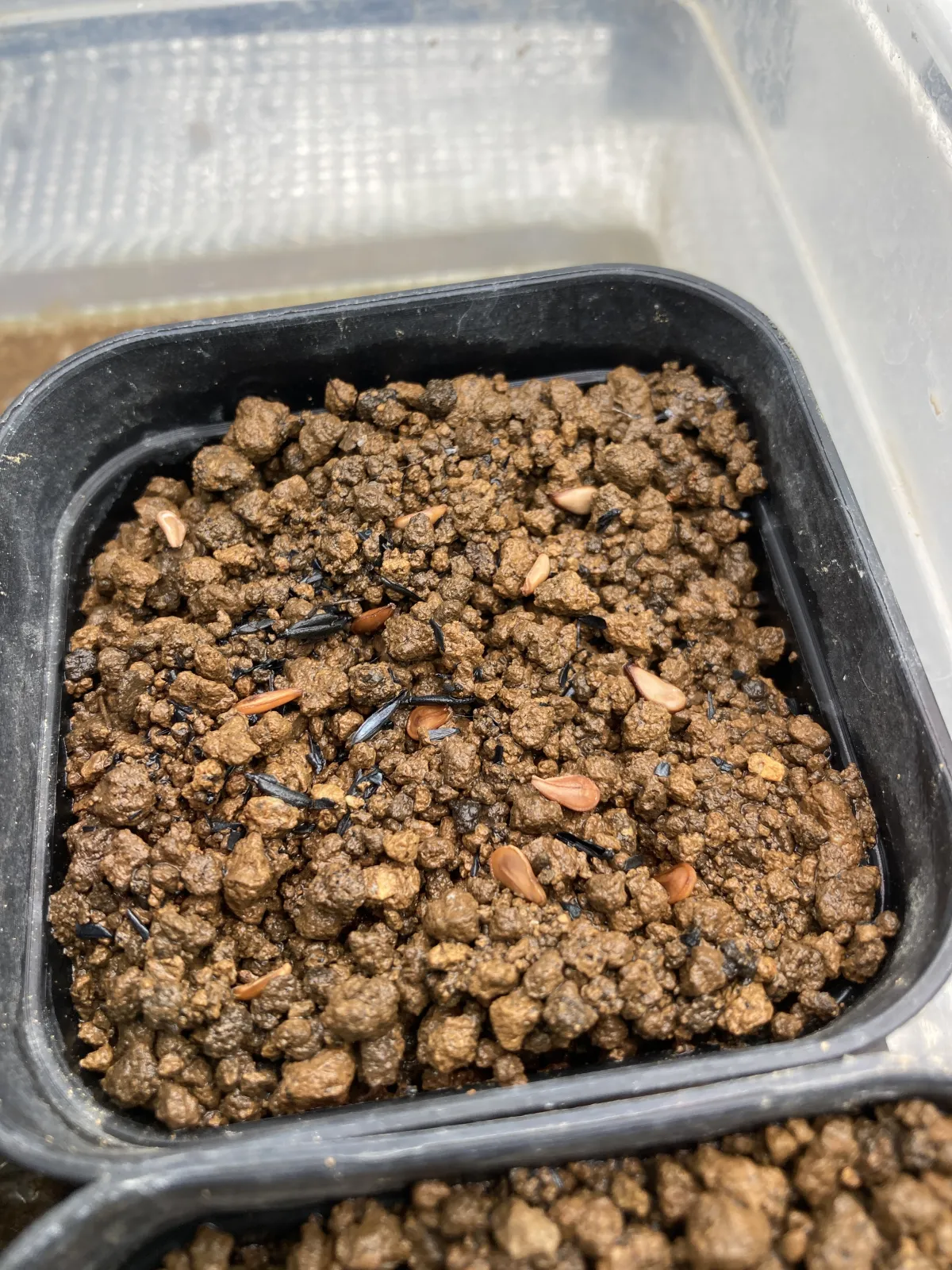 Pachypodium baronii (パキポディウム バロニー)