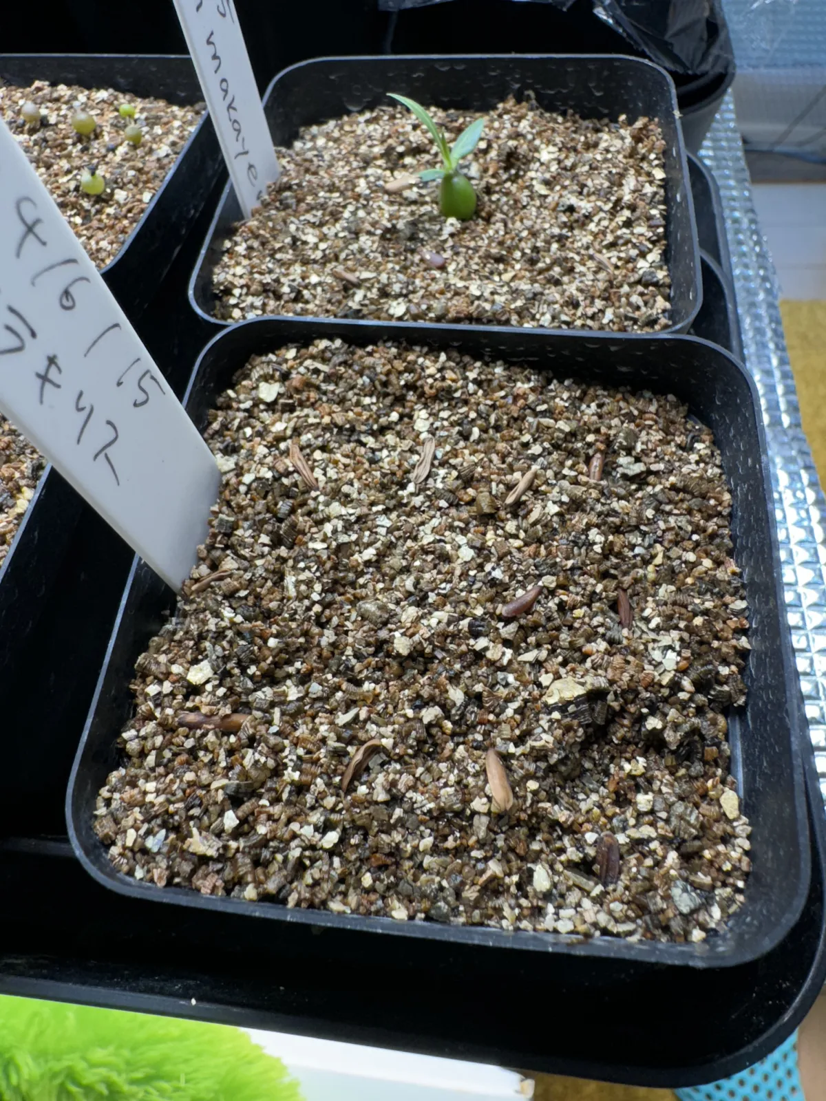 Pachypodium rosulatum var. gracilius ([無料種子] 発芽難 パキポディウム グラキリス　)
