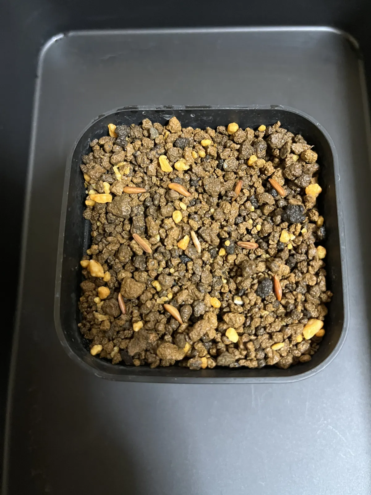 Pachypodium rosulatum var. gracilius ([無料種子] 発芽難 パキポディウム グラキリス　)