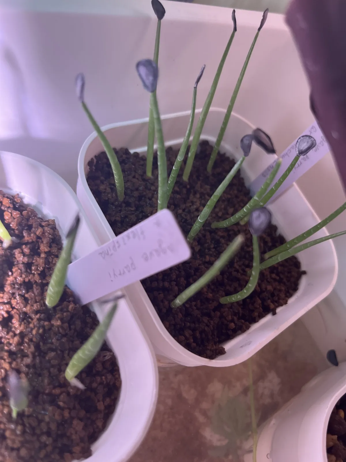 Agave parryi var. huachusensis (アガベ フアチュセンシス)
