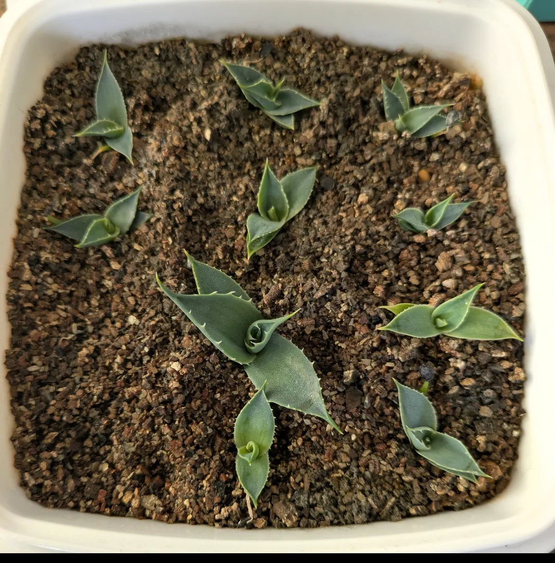 Agave utahensis var. eborispina (アガベ エボリスピナ ヘイフォード)