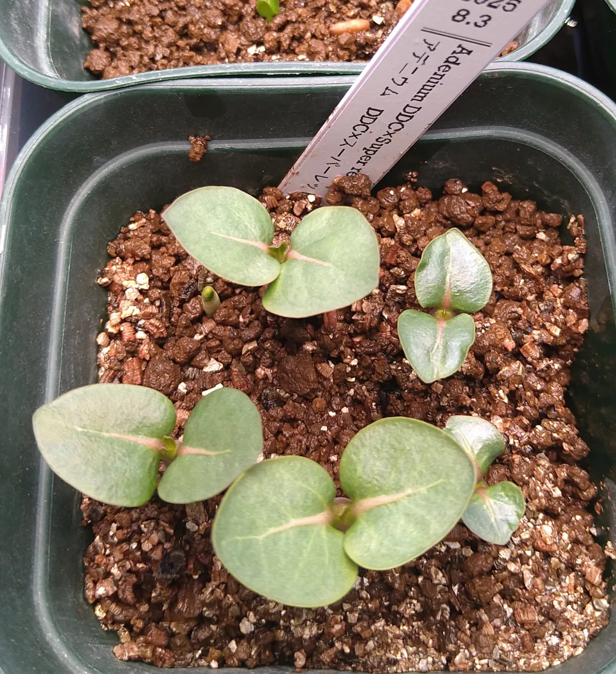 Adenium DDC X Super red (アデニウム)
